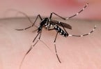 mosquito-aedes-aegypti