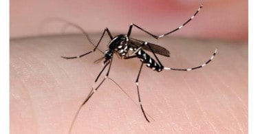 mosquito-aedes-aegypti