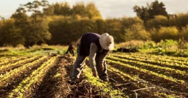 Trabajadores de la Tierra