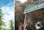 Estudio del Cannabis Facultad de Agronomía