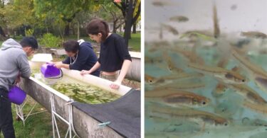 Peces nativos contra el dengue