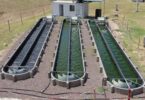 Planta tratamiento microalgas